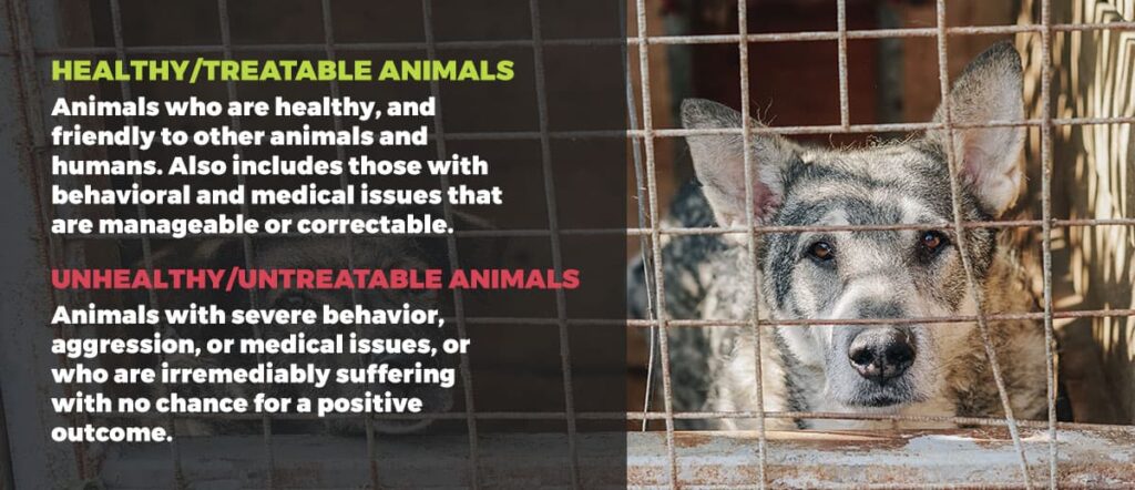 What is No Kill? - Animal Mission